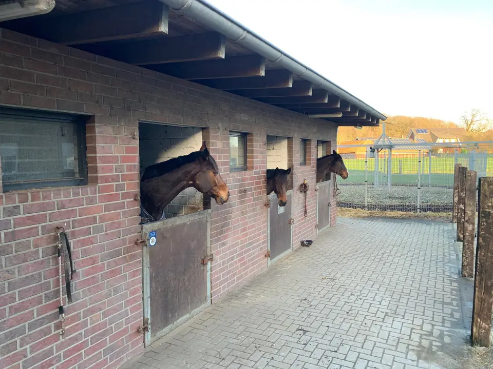 Pferde schauen aus den Außenställen